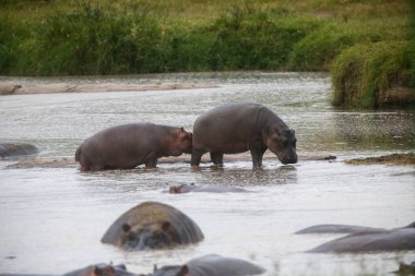 Kenya, Afrika 'da suda bir grup su aygırı.