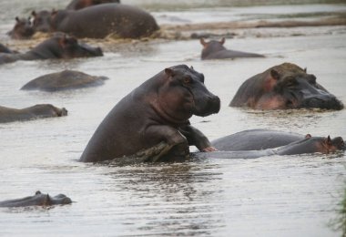 Kenya, Afrika 'da suda bir grup su aygırı.