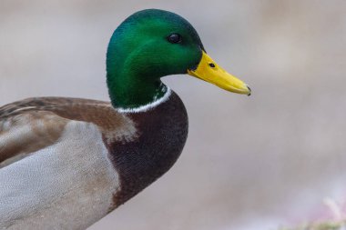 A selective focus shot of the head male mallard duck