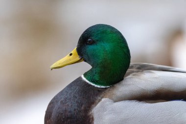A selective focus shot of the head male mallard duck
