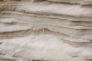 Kuzey Avrupa 'da kum tepeleri, Baltık Denizi kıyısında, Nida beac