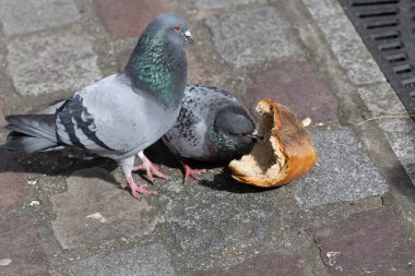 Ekmekle beslenen şehir güvercinleri, Paris sokaklarına büyük bir parça bırakılır..