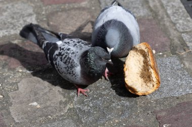 Ekmekle beslenen şehir güvercinleri, Paris sokaklarına büyük bir parça bırakılır..