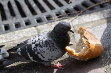 Ekmekle beslenen şehir güvercinleri, Paris sokaklarına büyük bir parça bırakılır..