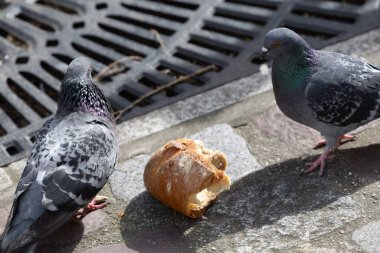 Ekmekle beslenen şehir güvercinleri, Paris sokaklarına büyük bir parça bırakılır..