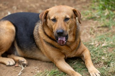 Mauritius Adası 'nda üzgün evsiz bir köpek.