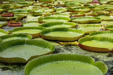 Mauritius Adası, Pampelmousses botanik bahçesinde dev su zambakları ile dünyaca ünlü gölet