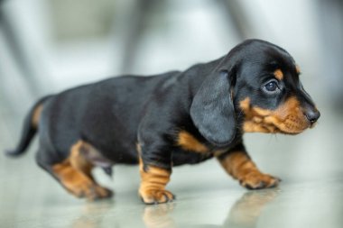 Çok küçük, siyah bir dachshund köpeği.