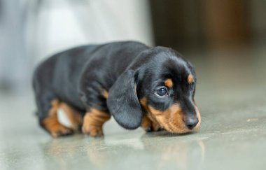 Çok küçük, siyah bir dachshund köpeği.