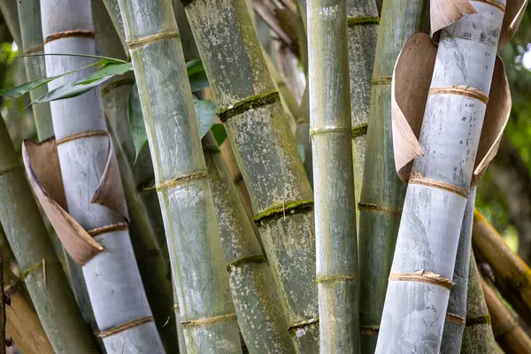 Arka planınız için tropikal Bahçe bambu