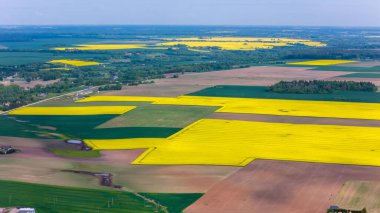 Litvanya 'nın Kdainiai İlçesindeki Sarı Tecavüz Tohumu Tarlalarının Üzerindeki Güneşli Gün