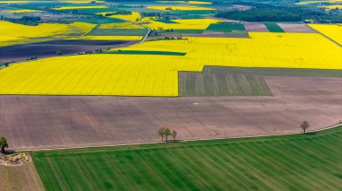 Litvanya 'nın Kdainiai İlçesindeki Sarı Tecavüz Tohumu Tarlalarının Üzerindeki Güneşli Gün