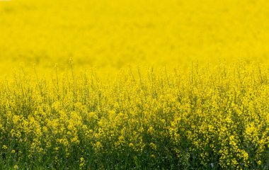 Kolza tohumu tarlada kolza tohumu çiçekler. Çiçek açan kanola çiçekler.