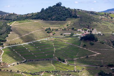 Douro Valley ve nehir Portekiz Pinhao Köyü yakınındaki teraslı üzüm bağları görünümünü. Kavram Portekiz seyahat ve Portekiz en güzel yerleri