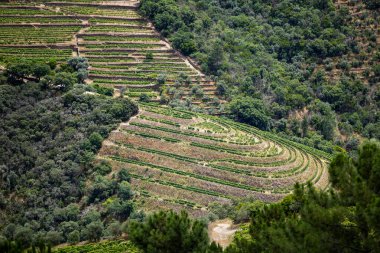 Douro Valley ve nehir Portekiz Pinhao Köyü yakınındaki teraslı üzüm bağları görünümünü. Kavram Portekiz seyahat ve Portekiz en güzel yerleri
