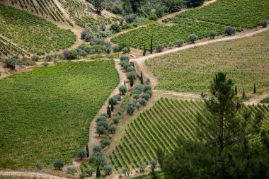 Douro Valley ve nehir Portekiz Pinhao Köyü yakınındaki teraslı üzüm bağları görünümünü. Kavram Portekiz seyahat ve Portekiz en güzel yerleri