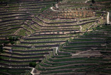 Douro Valley ve nehir Portekiz Pinhao Köyü yakınındaki teraslı üzüm bağları görünümünü. Kavram Portekiz seyahat ve Portekiz en güzel yerleri