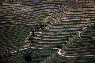 Douro Valley ve nehir Portekiz Pinhao Köyü yakınındaki teraslı üzüm bağları görünümünü. Kavram Portekiz seyahat ve Portekiz en güzel yerleri