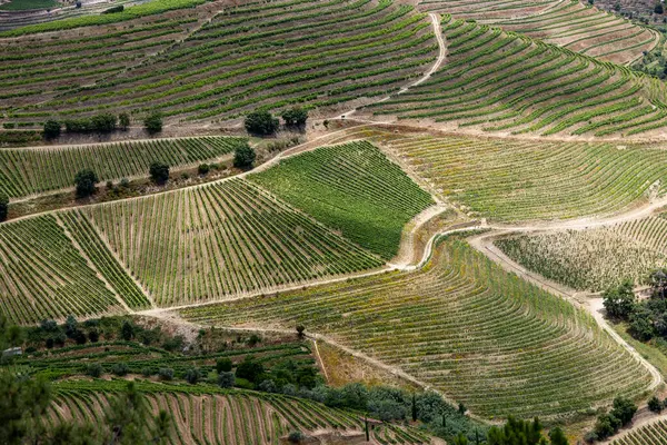 stock image View of the terraced vineyards in the Douro Valley and river near the village of Pinhao, Portugal. Concept for travel in Portugal and most beautiful places in Portugal