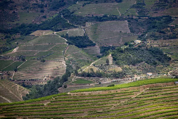 stock image View of the terraced vineyards in the Douro Valley and river near the village of Pinhao, Portugal. Concept for travel in Portugal and most beautiful places in Portugal