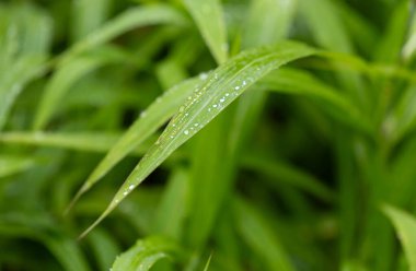 Üzerinde çiy damlaları olan yeşil yapraklar, bulanık arkaplan.