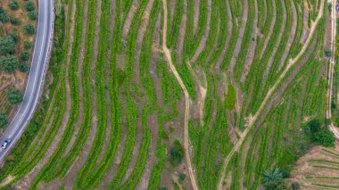 Portekiz 'in Douro Nehri Vadisi' ndeki teraslı üzüm bağlarının manzarası. Portekiz seyahat konsepti ve Portekiz 'in en güzel yerleri