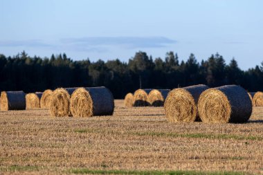 Saman balyaları batan güneş ışınlarının akşam ışığında