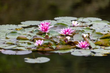 Pembe Nilüferler Huzur Havuzu Ayarında