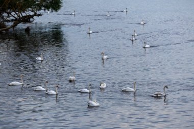 Gölün sularının sakin kucağında kuğuların zarafeti. Kuğuların nazik senfonisi.