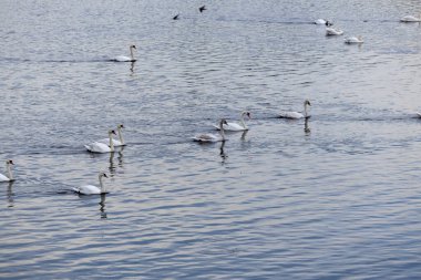 Gölün sularının sakin kucağında kuğuların zarafeti. Kuğuların nazik senfonisi.