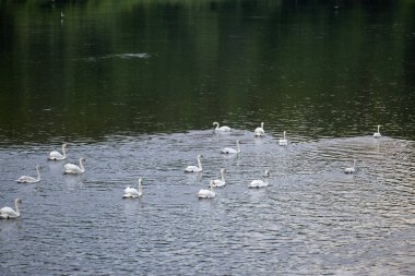Gölün sularının sakin kucağında kuğuların zarafeti. Kuğuların nazik senfonisi.
