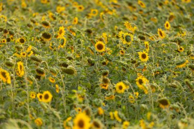 Yaz gökyüzünün altında uzanan bir ayçiçeği tarlası. Çiftçilerin ayçiçeği tarlaları