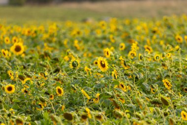 Yaz gökyüzünün altında uzanan bir ayçiçeği tarlası. Çiftçilerin ayçiçeği tarlaları
