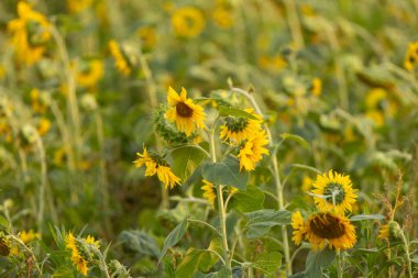 Yaz gökyüzünün altında uzanan bir ayçiçeği tarlası. Çiftçilerin ayçiçeği tarlaları