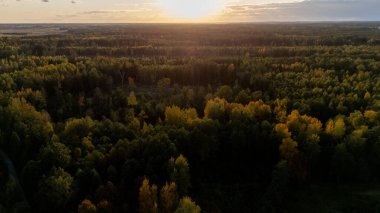 Yeşil ve sarı ağaçlı sonbahar ormanının yukarıdan görünüşü. Yaprak döken ve kozalaklı ormanların karışımı. Litvanya, Vilnius şehri yakınlarındaki güzel sonbahar manzarası. Altın sonbahar