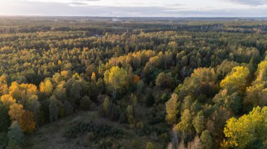 Yeşil ve sarı ağaçlı sonbahar ormanının yukarıdan görünüşü. Yaprak döken ve kozalaklı ormanların karışımı. Litvanya, Vilnius şehri yakınlarındaki güzel sonbahar manzarası. Altın sonbahar