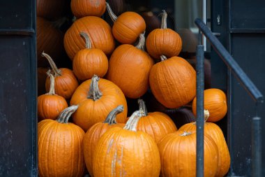 Sonbahar fenerleri ve balkabağı düzenlemeleri Cadılar Bayramı kutlaması için hazırlanıyor. Sonbahar