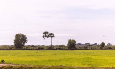 Kamboçya Manzaraları: Pirinç Tarlaları ve Akşam Ufukları
