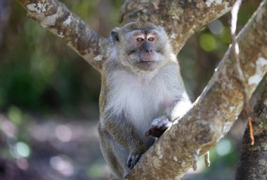 Makaklar 'ın Hayatı: Ağaçlar ve Işıklar Arasında Anlar, Mauritius Adası' nın Doğal Uyumunu Yakalıyor