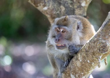 Makaklar 'ın Hayatı: Ağaçlar ve Işıklar Arasında Anlar, Mauritius Adası' nın Doğal Uyumunu Yakalıyor