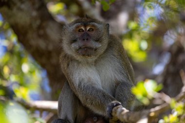 Makaklar 'ın Hayatı: Ağaçlar ve Işıklar Arasında Anlar, Mauritius Adası' nın Doğal Uyumunu Yakalıyor
