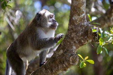 Makaklar 'ın Hayatı: Ağaçlar ve Işıklar Arasında Anlar, Mauritius Adası' nın Doğal Uyumunu Yakalıyor