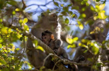 Mauritius 'un Sığınağı' nda bir Macaque Ana 'nın Sevgi Anı