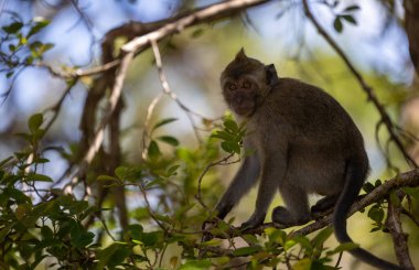 Mauritius Ormanları: Genç bir Macaque 'ın İlk Adımları