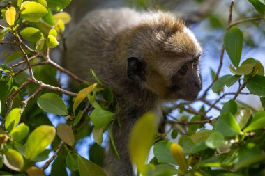 Mauritius Ormanları: Genç bir Macaque 'ın İlk Adımları