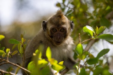 The Forests of Mauritius: A Young Macaque's First Steps clipart