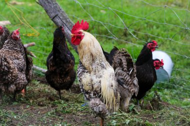 Horoz ve Tavuklar: Kırsal Çiftlikte Yaşam