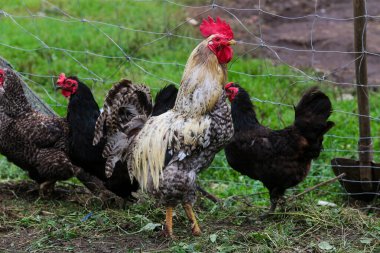 Horoz ve Tavuklar: Kırsal Çiftlikte Yaşam