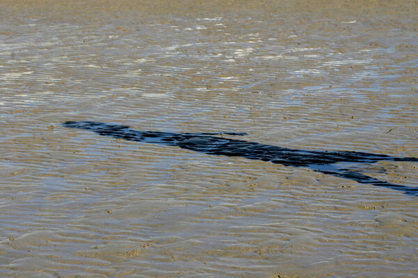 Shadow on the Seaside Sand: A Harmony of Light, Waves, and Natural Textures