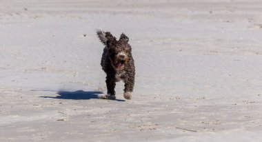 Kıvırcık neşe, İspanyol Su Köpeği, kumlu sahilde özgürce koşar.